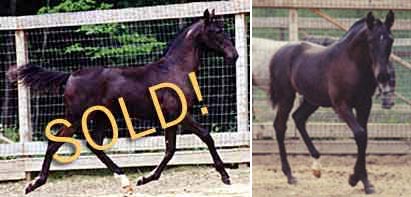 black  young horse for sale